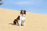 BORDER COLLIE 080